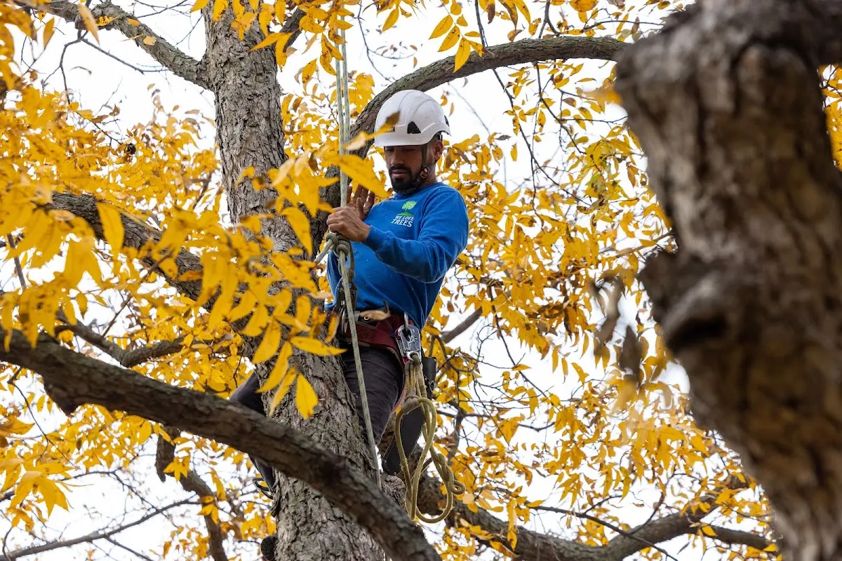 Skilled Tree Transplanting crew working in Sperry